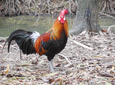 Bird animal orange red Photo