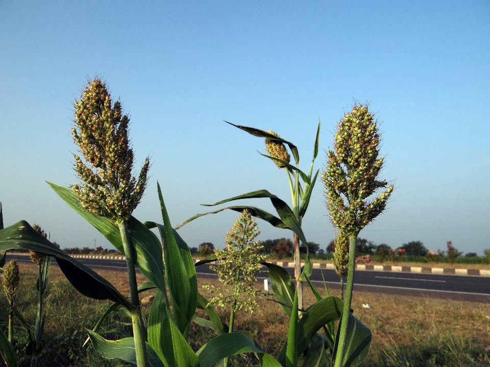 Grass outdoor growth plant