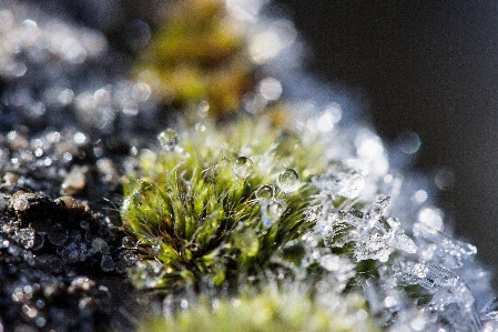 Nature branch snow cold Photo