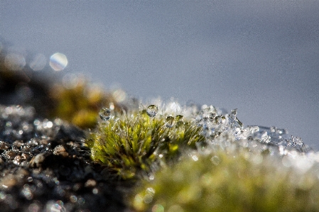 Photo Arbre eau nature herbe