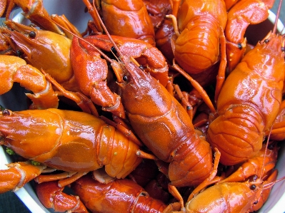 Foto Oranye mangkuk makanan merah