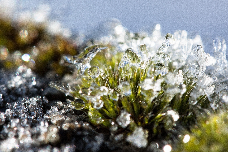 Albero acqua natura erba