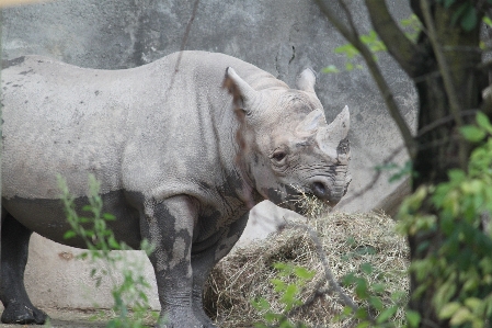 Nature grass animal wildlife Photo