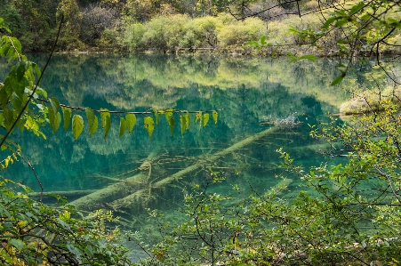 Tree water nature forest Photo