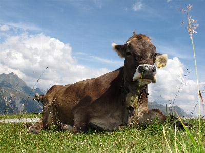 Grass sky field farm Photo