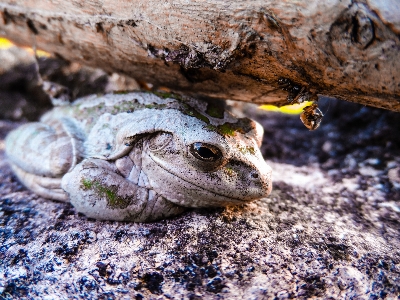 Nature wildlife green biology Photo