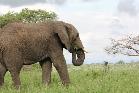 Foto Natura selvaggia
 avventura animale