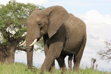 Foto Natura selvaggia
 avventura animale