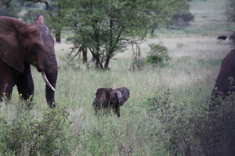 Natur wildnis
 abenteuer tierwelt