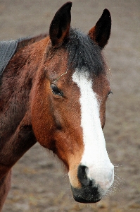 Jump pasture horse brown Photo