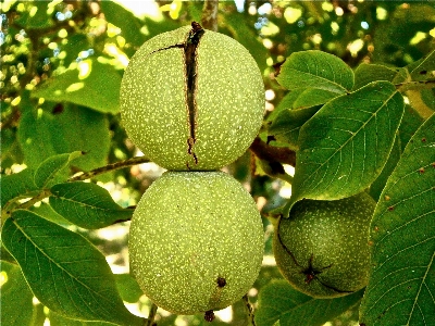 Tree nature branch plant Photo