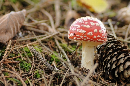 Natur wald weiss tierwelt Foto