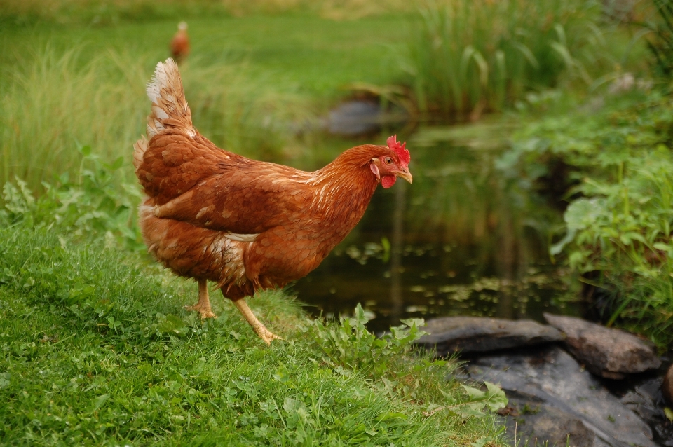 Air burung musim panas mengalir