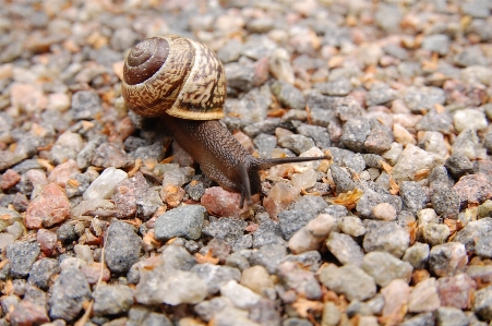 Foto Fauna invertebrata keong
 merapatkan
