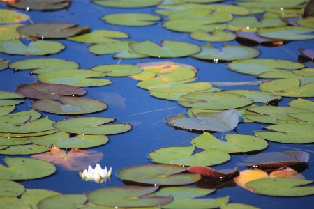 Water leaf flower petal Photo