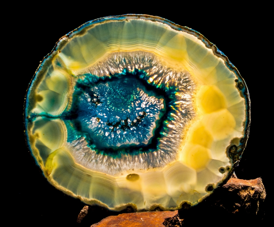 Luz biología medusa azul