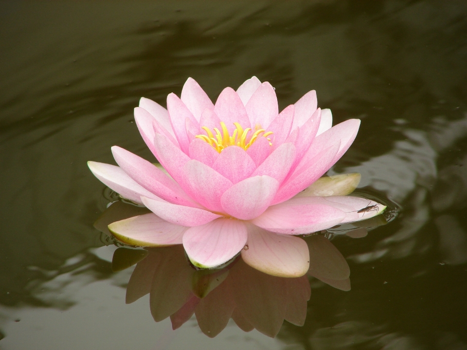 水 自然 花 植物