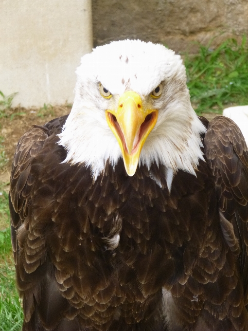 Alam luar ruangan gurun
 burung