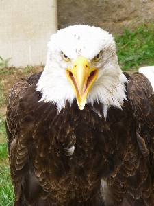 Foto Alam luar ruangan gurun
 burung