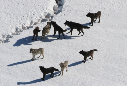 Snow winter dog mammal Photo