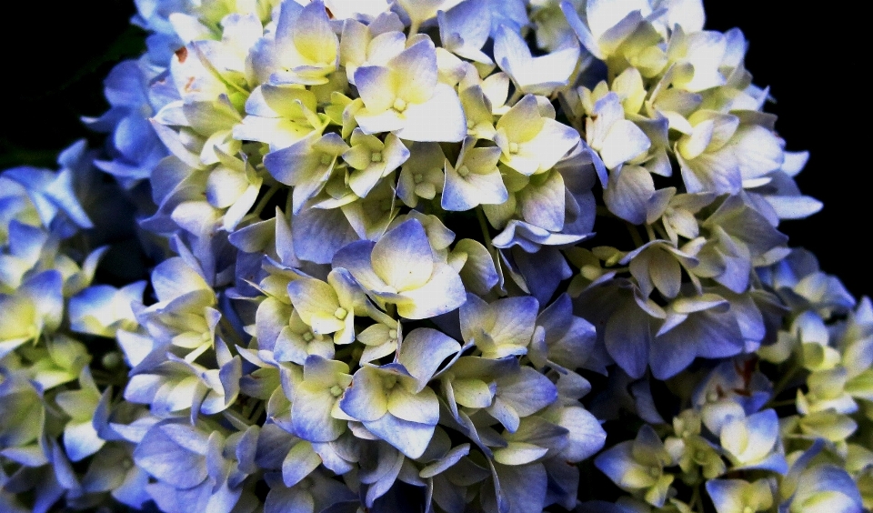 Blüte anlage weiss blume