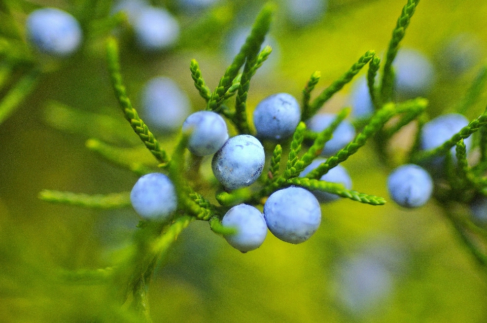 árbol naturaleza rama florecer