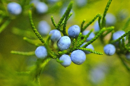 Tree nature branch blossom Photo