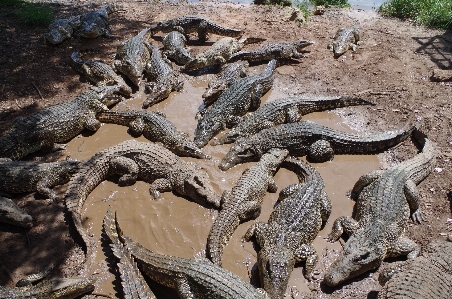 Photo Faune reptile fauna crocodile