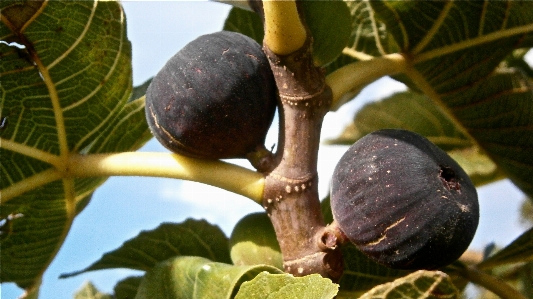 Tree nature branch plant Photo