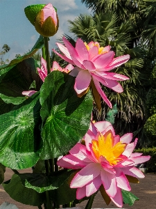 Foto Planta flor pétalo botánica
