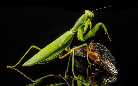 Photo Vert mante religieuse
 insecte fermer