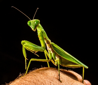 Photo Vert mante religieuse
 insecte fermer