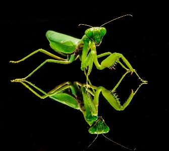 Photo Vert mante religieuse
 insecte fermer