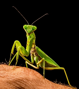 Photo Vert mante religieuse
 insecte fermer