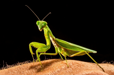 Photo Vert mante religieuse
 insecte fermer