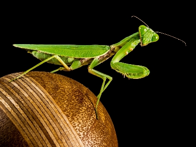 緑 カマキリ
 虫 近い 写真