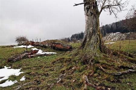 Tree nature forest wilderness Photo