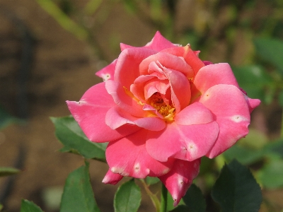 Blossom plant white flower Photo