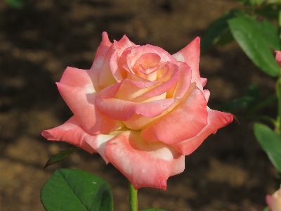 Nature plant flower petal Photo