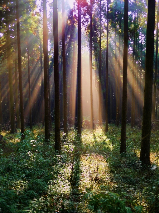 Tree nature forest grass