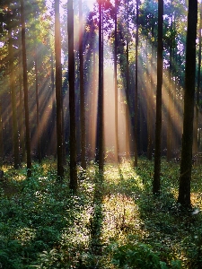 Tree nature forest grass Photo