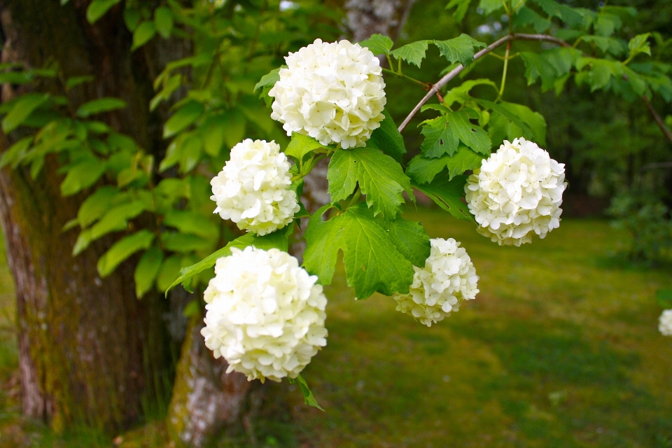 Bifurquer fleurir usine fleur