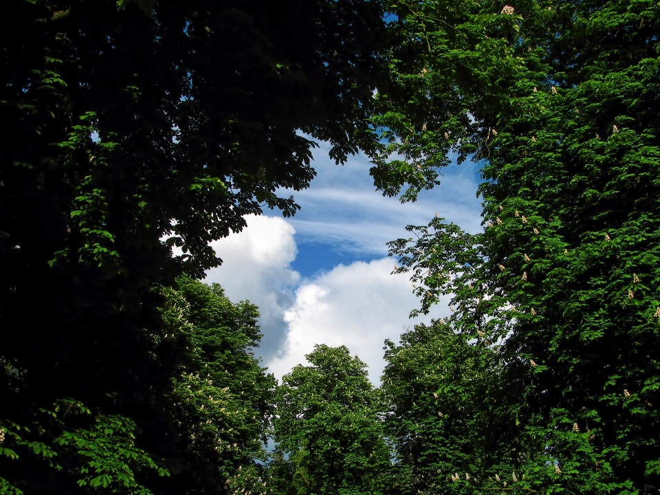 Pohon alam hutan langit