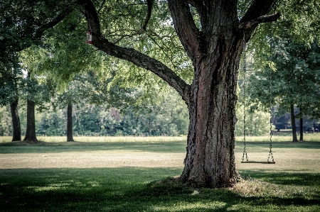 Tree nature forest grass Photo