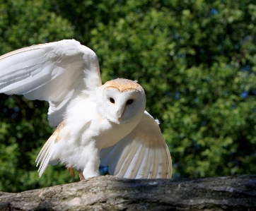 自然 鳥 羽 動物 写真