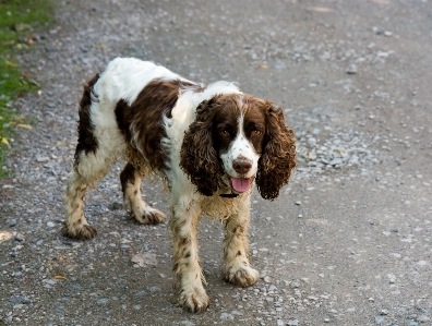 Foto Cane animale in piedi domestico