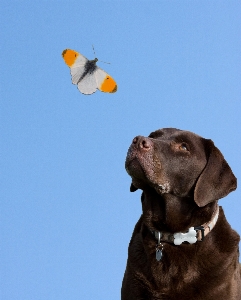 Foto Jam tangan alam langit anjing