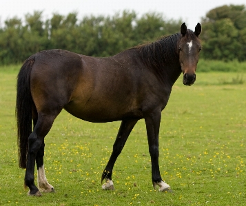 Grass field meadow animal Photo