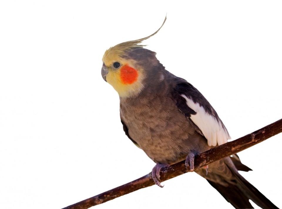 Uccello ala animale carino