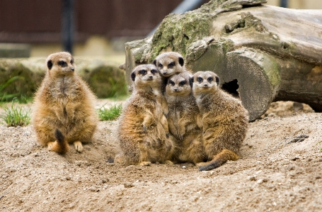 グループ 動物 かわいい 野生動物 写真